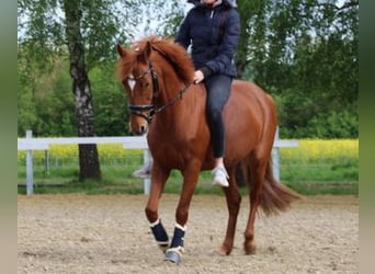 German Riding Horse, Mare, 13 years, 14.1 hh, Chestnut-Red