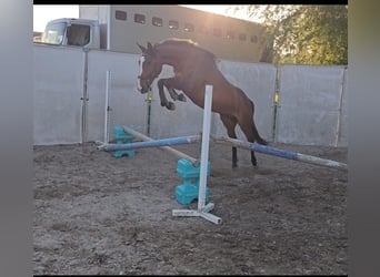 German Riding Horse, Mare, 13 years, 15.2 hh, Brown
