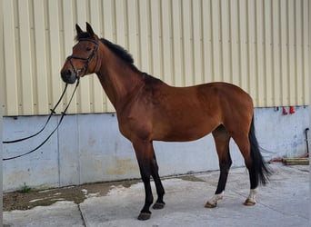 German Riding Horse, Mare, 13 years, 16.3 hh, Brown