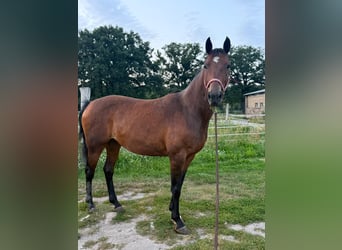 German Riding Horse, Mare, 13 years, 16 hh, Brown