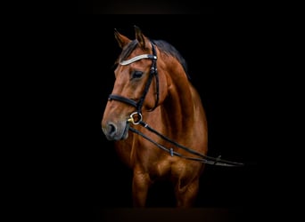 German Riding Horse, Mare, 13 years, 16 hh, Brown