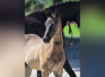 German Riding Horse, Mare, 13 years, 16 hh, Smoky-Black