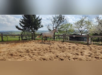 German Riding Horse, Mare, 13 years, 17 hh, Gray