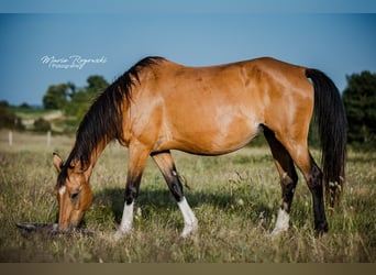 German Riding Horse, Mare, 14 years, 15 hh, Buckskin
