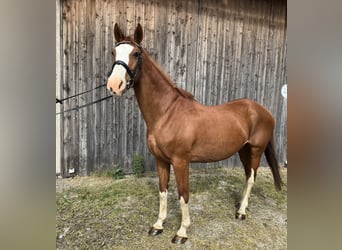 German Riding Horse, Mare, 14 years, 15,3 hh, Chestnut-Red