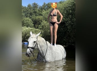 German Riding Horse, Mare, 14 years, 16.3 hh, Grey
