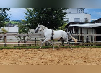 German Riding Horse, Mare, 14 years, 16.3 hh, Grey