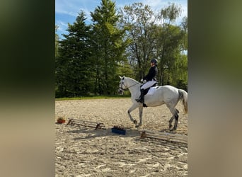 German Riding Horse, Mare, 14 years, 16.3 hh, Grey