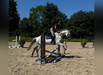 German Riding Horse, Mare, 14 years, 16.3 hh, Grey