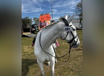 German Riding Horse, Mare, 14 years, 16.3 hh, Grey