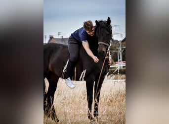 German Riding Horse, Mare, 14 years, 16 hh, Bay-Dark