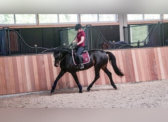 German Riding Horse, Mare, 14 years, 16 hh, Bay-Dark