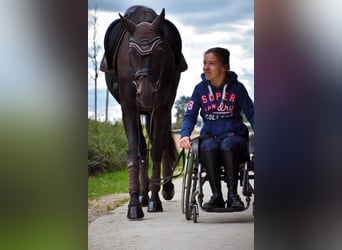 German Riding Horse, Mare, 14 years, 16 hh, Bay-Dark