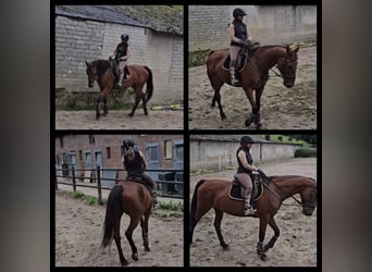 German Riding Horse, Mare, 14 years, 16 hh, Bay-Dark