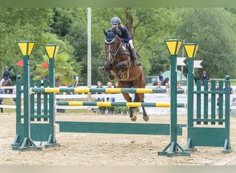 German Riding Horse, Mare, 14 years, 16 hh, Brown