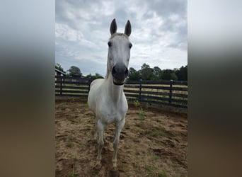 German Riding Horse, Mare, 14 years, 16 hh, Grey