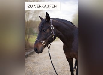 German Riding Horse, Mare, 14 years, 16,1 hh, Bay-Dark