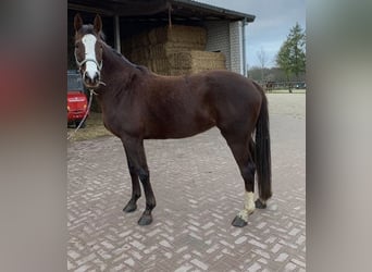 German Riding Horse, Mare, 14 years, 17 hh, Chestnut