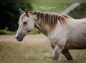 German Riding Horse, Mare, 15 years, 14.2 hh, Champagne German Riding Horse, Mare, 15 years, 14.2 hh, Champagne