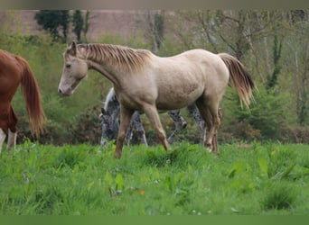 German Riding Horse, Mare, 15 years, 14.2 hh, Champagne