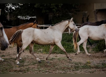 German Riding Horse, Mare, 15 years, 14.2 hh, Champagne German Riding Horse, Mare, 15 years, 14.2 hh, Champagne