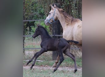 German Riding Horse, Mare, 15 years, 14.2 hh, Champagne