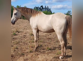German Riding Horse, Mare, 15 years, 14.2 hh, Champagne