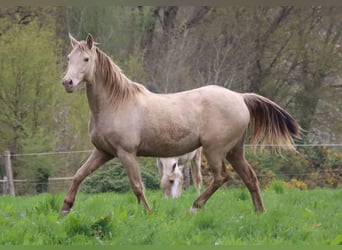 German Riding Horse, Mare, 15 years, 14.2 hh, Champagne