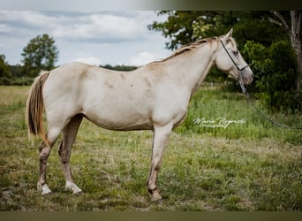 German Riding Horse, Mare, 15 years, 14.2 hh, Champagne German Riding Horse, Mare, 15 years, 14.2 hh, Champagne