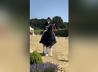 German Riding Horse, Mare, 15 years, 15.1 hh, Black