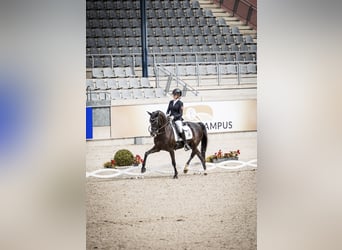 German Riding Horse, Mare, 15 years, 15.1 hh, Black