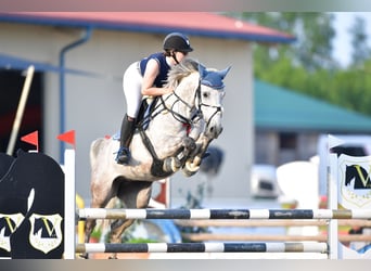 German Riding Horse, Mare, 15 years, 15.3 hh, Brown Falb mold