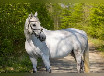 German Riding Horse, Mare, 15 years, 15.3 hh, Brown Falb mold