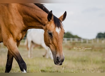 German Riding Horse, Mare, 15 years, 15 hh, Buckskin