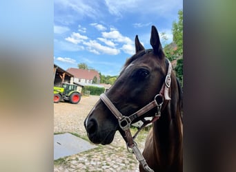 German Riding Horse, Mare, 15 years, 15,3 hh, Bay-Dark