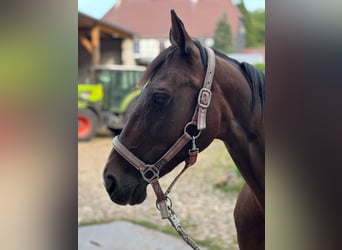German Riding Horse, Mare, 15 years, 15,3 hh, Bay-Dark