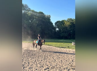 German Riding Horse, Mare, 15 years, 15,3 hh, Bay-Dark