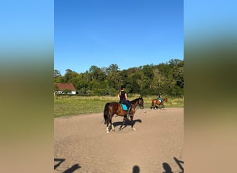 German Riding Horse, Mare, 15 years, 15,3 hh, Bay-Dark