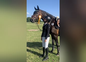 German Riding Horse, Mare, 15 years, 16,2 hh, Brown