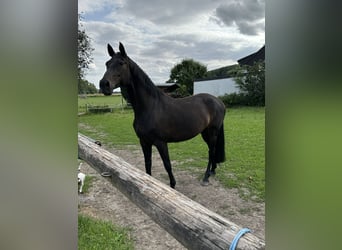 German Riding Horse, Mare, 15 years, 16 hh, Bay-Dark