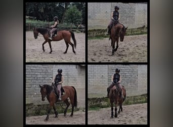 German Riding Horse, Mare, 15 years, 16 hh, Brown