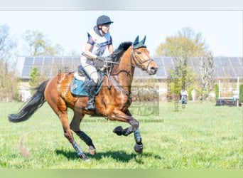 German Riding Horse, Mare, 15 years, 16,1 hh, Brown