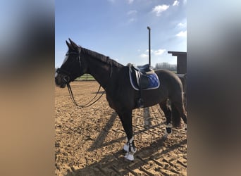 German Riding Horse, Mare, 15 years, 16,2 hh, Brown