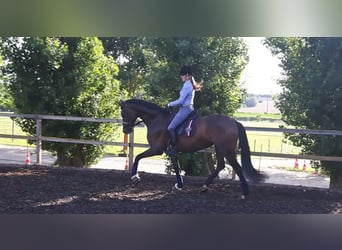 German Riding Horse, Mare, 15 years, 17 hh, Brown