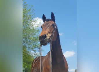 German Riding Horse Mix, Mare, 16 years, 15.1 hh, Brown