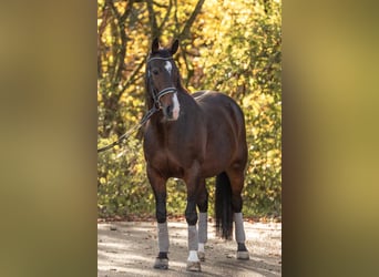 German Riding Horse, Mare, 16 years, 15.2 hh, Bay-Dark