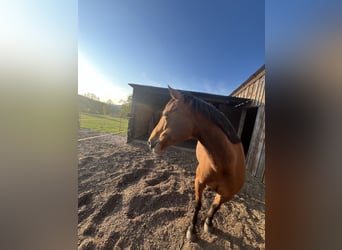 German Riding Horse, Mare, 16 years, 15,1 hh, Brown