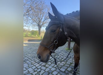 German Riding Horse, Mare, 16 years, 16.1 hh, Brown