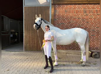 German Riding Horse, Mare, 16 years, 16.3 hh, Grey
