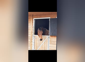German Riding Horse, Mare, 16 years, 16 hh, Brown